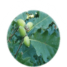 Argoed Community Council logo