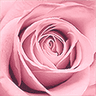 la Vie en Rose logo